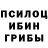 Галлюциногенные грибы Psilocybine cubensis Camilo Brady