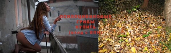 гашиш Богданович