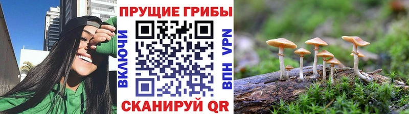 Галлюциногенные грибы Cubensis  Купить  Мензелинск 